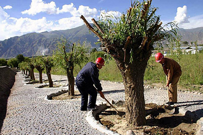 Azərbaycanın Sumqayıt şəhərində 20200 ədəd müxtəlif növ ağac əkilməsi planlaşdırılır