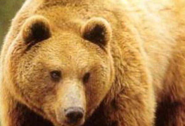 Almaniyada zooparkda qəfəsdən qaçan ayını güllələyiblər