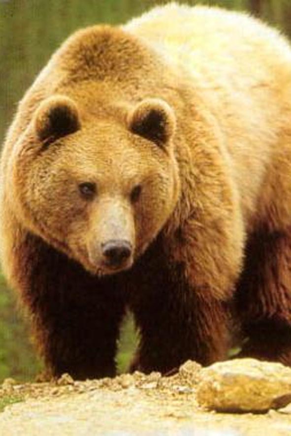 Almaniyada zooparkda qəfəsdən qaçan ayını güllələyiblər