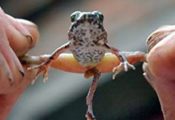 Alimlər qurbağada xərçəng xəstəliyinin müalicəsi üçün effektiv vasitə tapıb