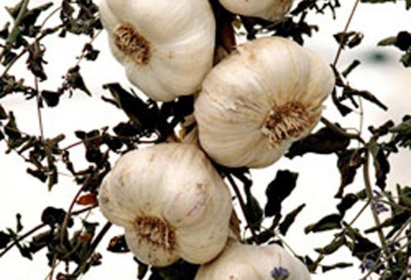 Sarımsaq yeyənlərin ağciyər xərçənginə tutulma riski azdır