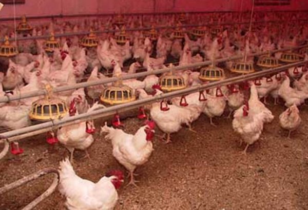 Bakıda fermadan 8 min ev quşu oğurlanıb