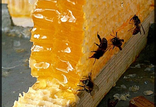 AQTA: 30 tona yaxın arıçılıq məhsulları keyfiyyət tələblərinə cavab verməyib