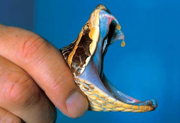 İndoneziyada dünyanın ən uzun ilanı tapılıb (FOTO)