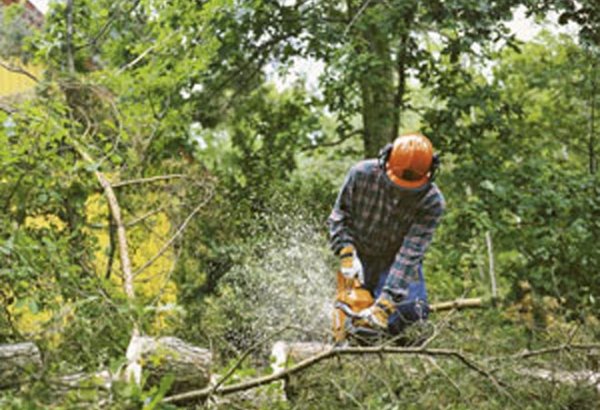Oğuz meşələrinin qırılmasına görə vəzifəli şəxs işdən azad edildi