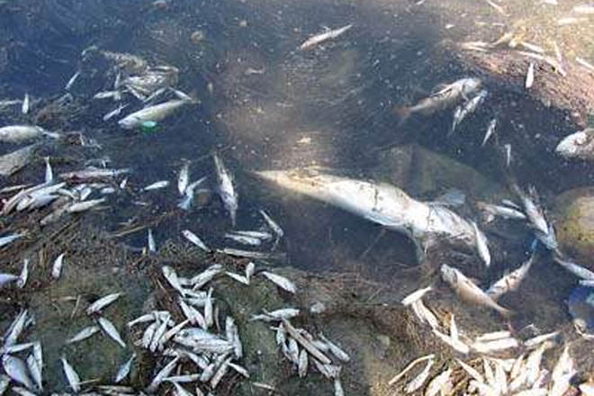 Bu il Azərbaycanda 434,2 milyon ədəd müxtəlif növ balıq körpələrinin buraxılışı proqnozlaşdırılır