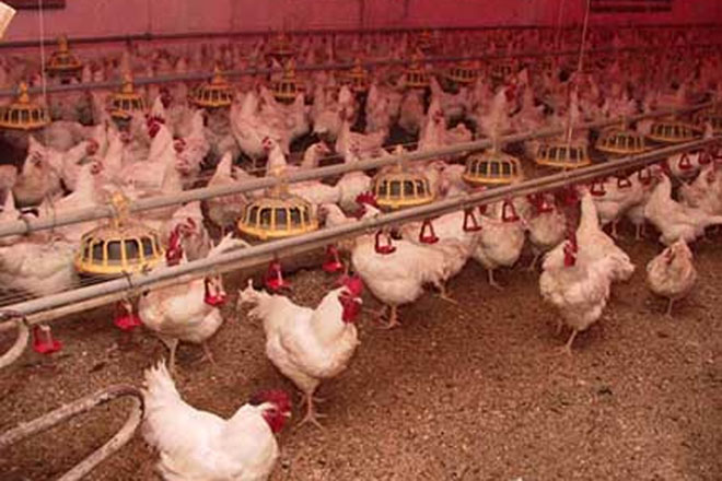 Bakıda fermadan 8 min ev quşu oğurlanıb