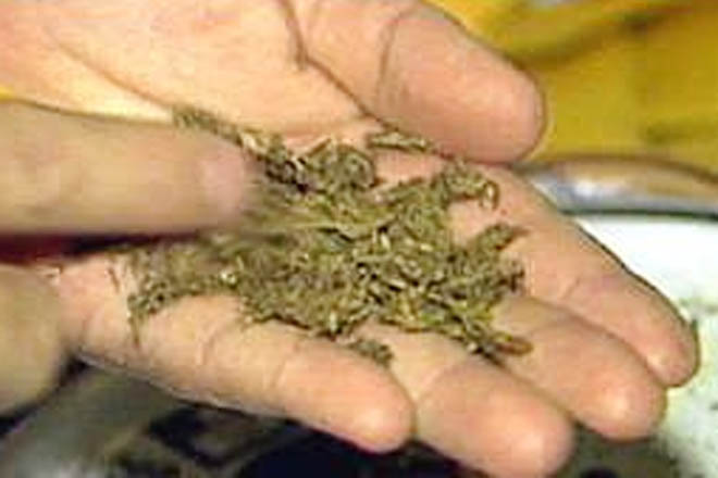 Polis avtomobildə 2 kiloqramdan artıq narkotik aşkar edib