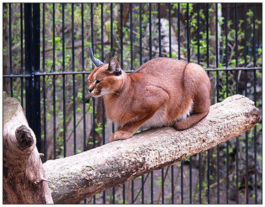 Bakıda yeni zooparkın smeta dəyəri hazırlanır
