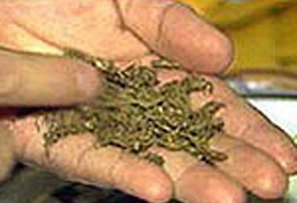 Marixuana leqallaşdırıldı