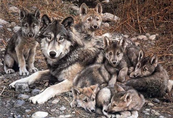 ETSN: Yırtıcıların hücumlarının intensivləşməsi ilə bağlı işçi qruplar yaradılıb