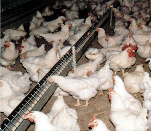 Bakıda 3000 toyuq yanıb
