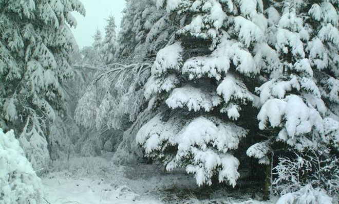 Şamaxı sakini dondu