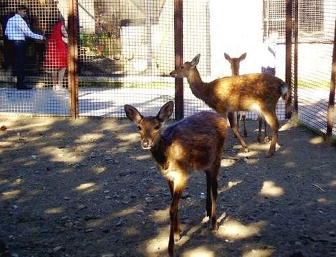 Azərbaycanda yaradılacaq zooloji parkın yerinin dəyişdirilməsi nəzərdə tutulur