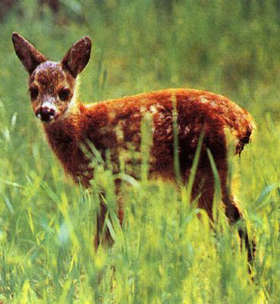 Azərbaycan paytaxtında qanunsuz satılan vəhşi heyvanlar müsadirə edilib