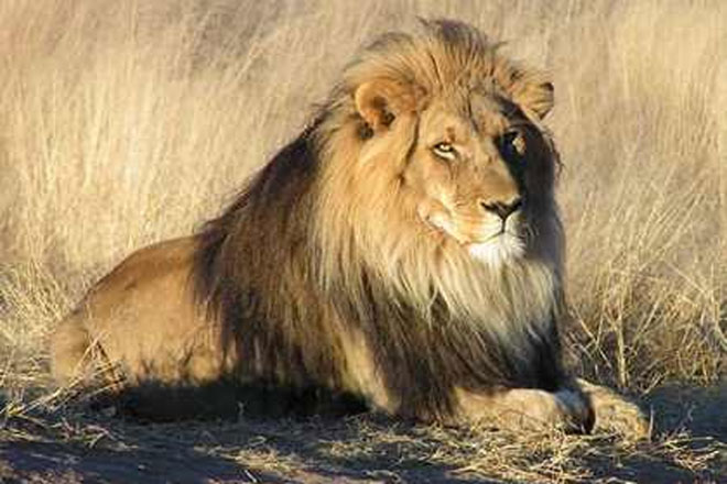 Tehran zooparkında şirlərin kütləvi ölümü qeydə alınıb