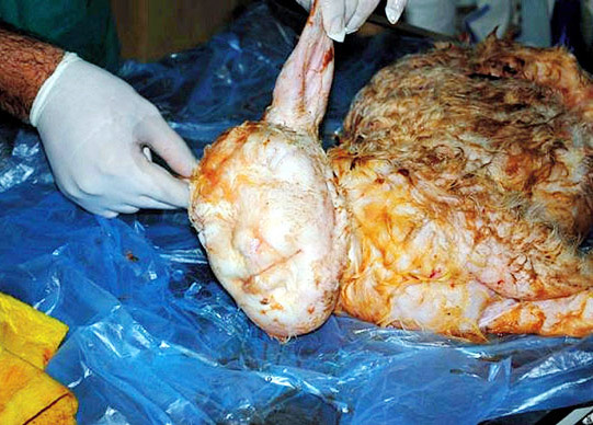 Türkiyədə insan başlı quzu doğulub