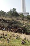 Bakı teleqülləsinin ətrafında yenidən külli miqdarda partlamamış döyüş sursatı aşkar olunub (YENİLƏNİB - 5) (FOTO)