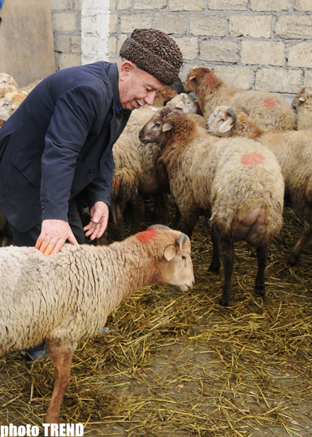 Bu gün Azərbaycanda Qurban bayramı qeyd olunur