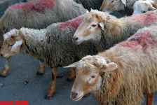 Bu gün Azərbaycanda Qurban bayramı qeyd olunur (FOTO)
