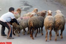 Bu gün Azərbaycanda Qurban bayramı qeyd olunur (FOTO)