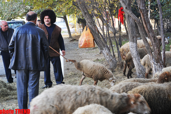Bakı rayonlarında daha ucuz qurbanlıq qoyunların satışı təşkil ediləcək