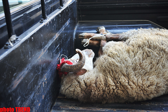 Bu gün Azərbaycanda Qurban bayramı qeyd olunur (FOTO)