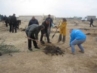 Azərbaycanda 2011-ci ildə min hektar ərazidə ağaclar əkiləcək - ekologiya naziri (FOTO)