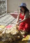 "Sehrli xalat" geyinən ulduzlar "yun didib", "toyuq-cücə yemləyib" "ağac bellədilər" (FOTO)