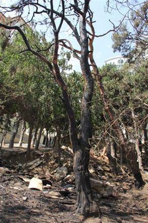 Azərbaycanda ötən ay ekoloji tarazlığın qorunması ilə əlaqədar 100-dən çox müraciət daxil olub