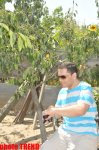 Samuray papağı, meyvəli bağ və ya müğənni Murad Sadıxın rəngarəng yay istirahəti (FOTO)