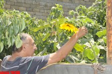 Samuray papağı, meyvəli bağ və ya müğənni Murad Sadıxın rəngarəng yay istirahəti (FOTO)