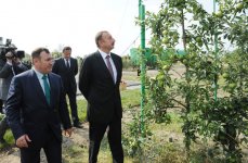 İlham Əliyev Qubada meyvələrin çeşidlənməsi və saxlanması üçün soyuducu anbar kompleksi ilə tanış olub (FOTO)