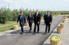 İlham Əliyev Qubada meyvələrin çeşidlənməsi və saxlanması üçün soyuducu anbar kompleksi ilə tanış olub (FOTO)
