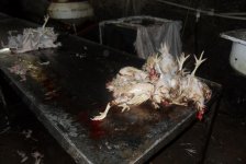 Bakıda toyuq ətlərinə vurulan kimyəvi maddənin insan üçün zərərli olduğu təsdiqlənib (FOTO)