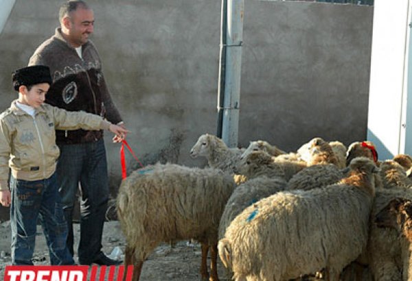 Bakıda qurbanlıq heyvanların satışı ilə bağlı məntəqələr yaradılacaq