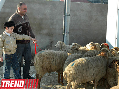 Bakıda qurbanlıq heyvanların satışı ilə bağlı məntəqələr yaradılacaq