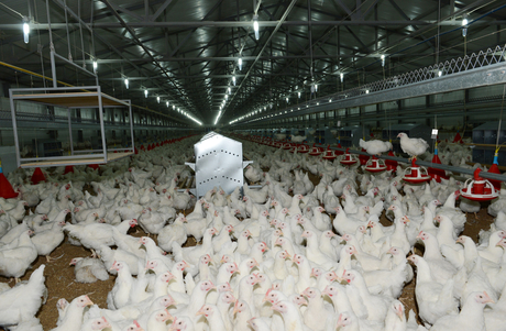 İmişlidə damazlıq quşçuluq fabrikinin açılışı olub (FOTO)