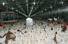 İmişlidə damazlıq quşçuluq fabrikinin açılışı olub (FOTO)