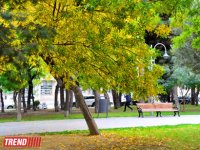 Bakının "qızıl payızı" (FOTO)