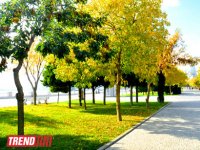 Bakının "qızıl payızı" (FOTO)