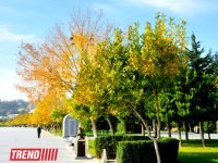 Bakının "qızıl payızı" (FOTO)