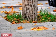 Bakının "qızıl payızı" (FOTO)