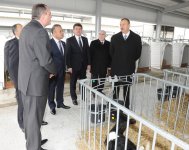 Prezident İlham Əliyev Qəbələ heyvandarlıq-südçülük kompleksinin açılışında iştirak edib (FOTO)