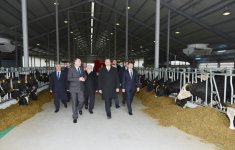 Prezident İlham Əliyev Qəbələ heyvandarlıq-südçülük kompleksinin açılışında iştirak edib (FOTO)
