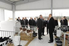 Prezident İlham Əliyev Qəbələ heyvandarlıq-südçülük kompleksinin açılışında iştirak edib (FOTO)