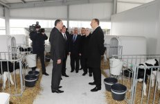 Prezident İlham Əliyev Qəbələ heyvandarlıq-südçülük kompleksinin açılışında iştirak edib (FOTO)