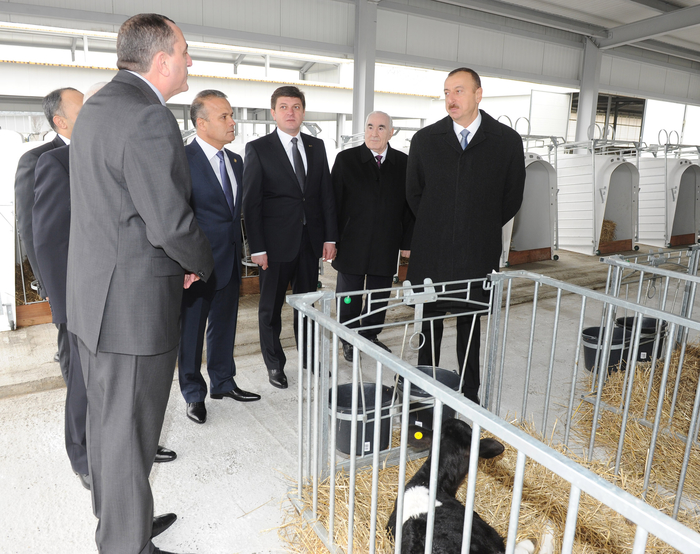 Prezident İlham Əliyev Qəbələ heyvandarlıq-südçülük kompleksinin açılışında iştirak edib (FOTO)