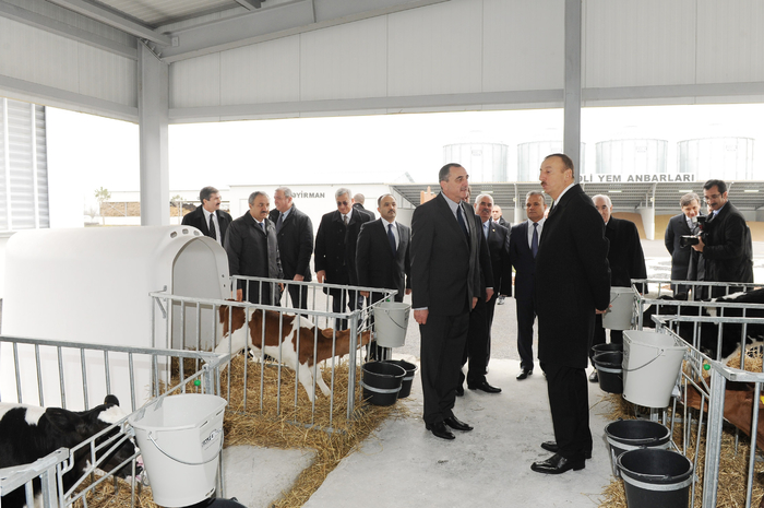Prezident İlham Əliyev Qəbələ heyvandarlıq-südçülük kompleksinin açılışında iştirak edib (FOTO)