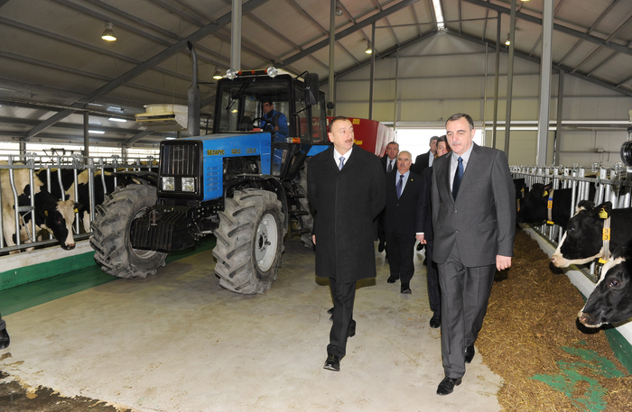 Prezident İlham Əliyev Qəbələ heyvandarlıq-südçülük kompleksinin açılışında iştirak edib (FOTO)